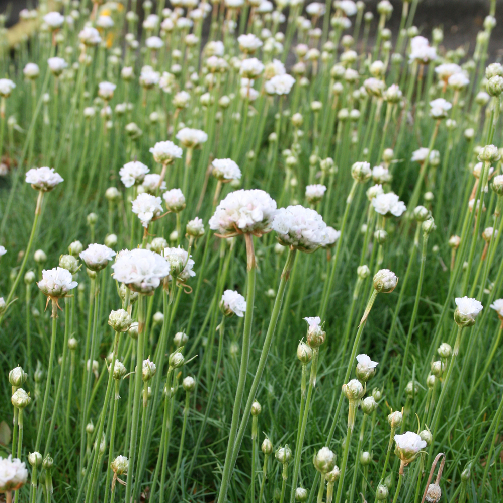 Armeria maritima 'Alba'