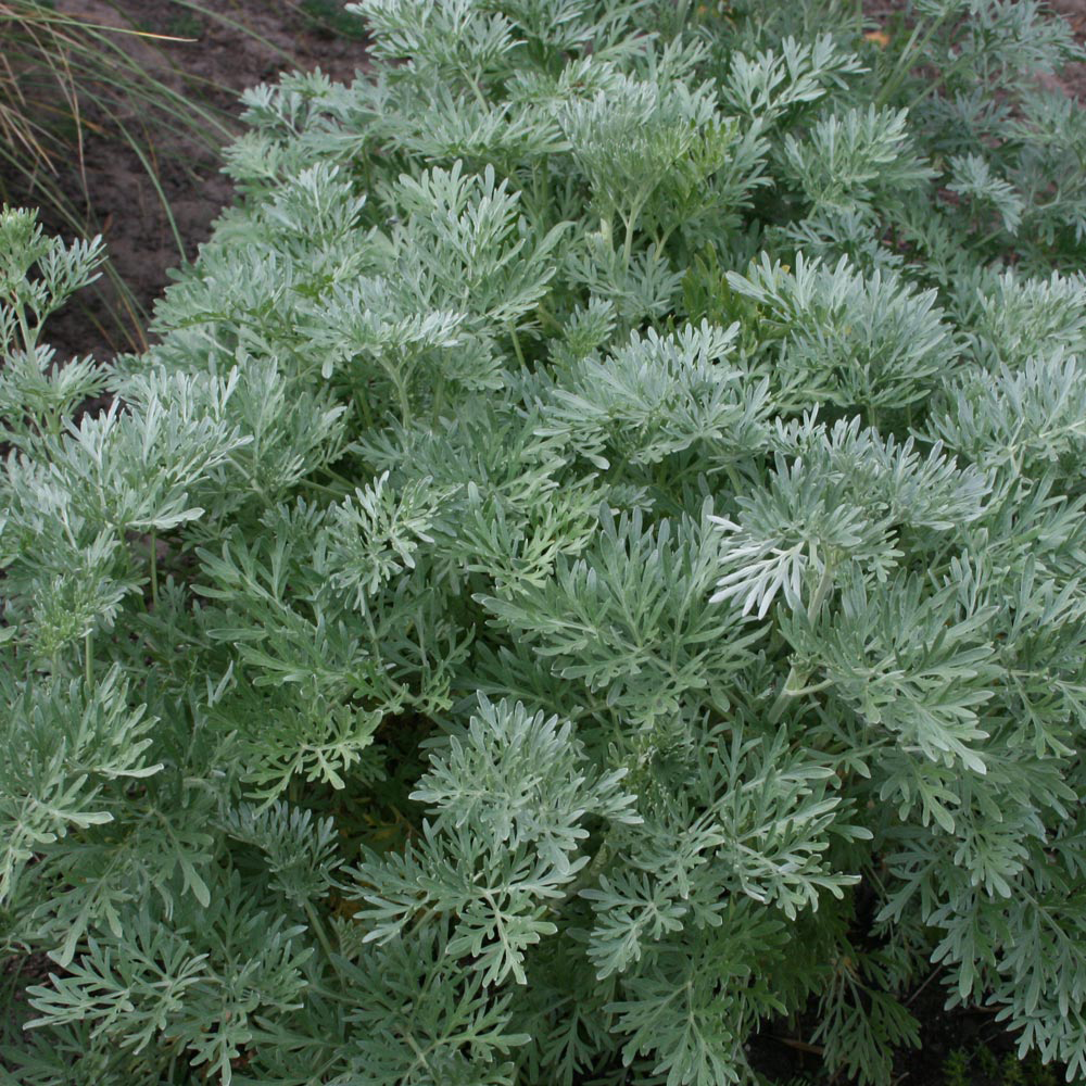 Artemisia arborescens 'Powis Castle'