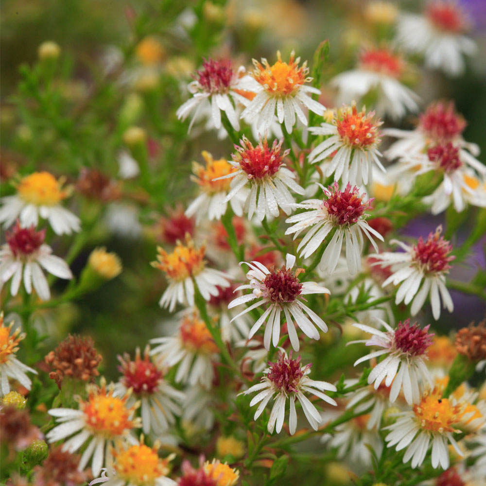 Aster ericoides 'Schneetanne'