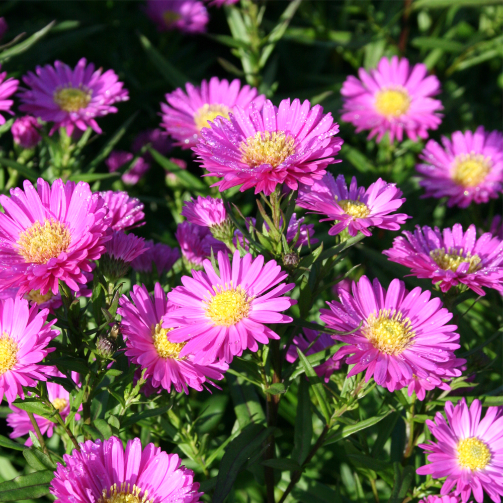 Aster novi belgii 'Karminkuppel'