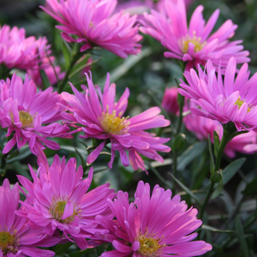 Aster novi belgii 'Rosa Perle'