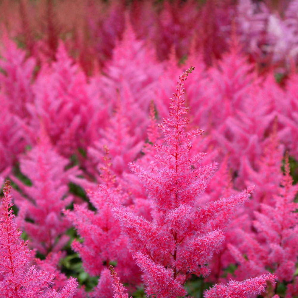 Astilbe japonica 'Elisabeth van Veen'