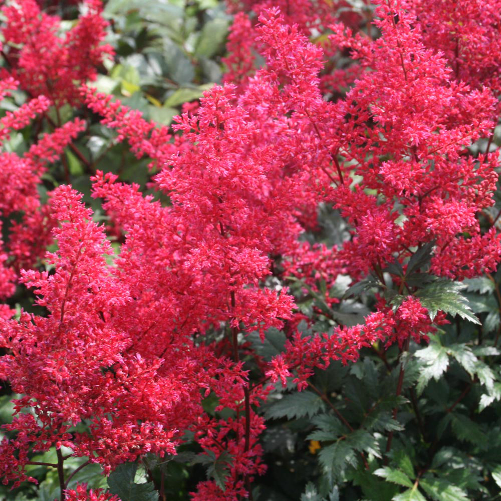 Astilbe japonica 'Montgomery'