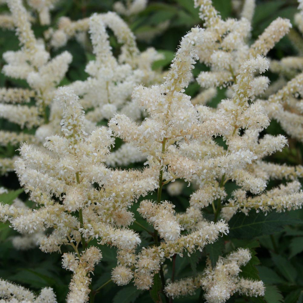 Astilbe japonica 'Washington'