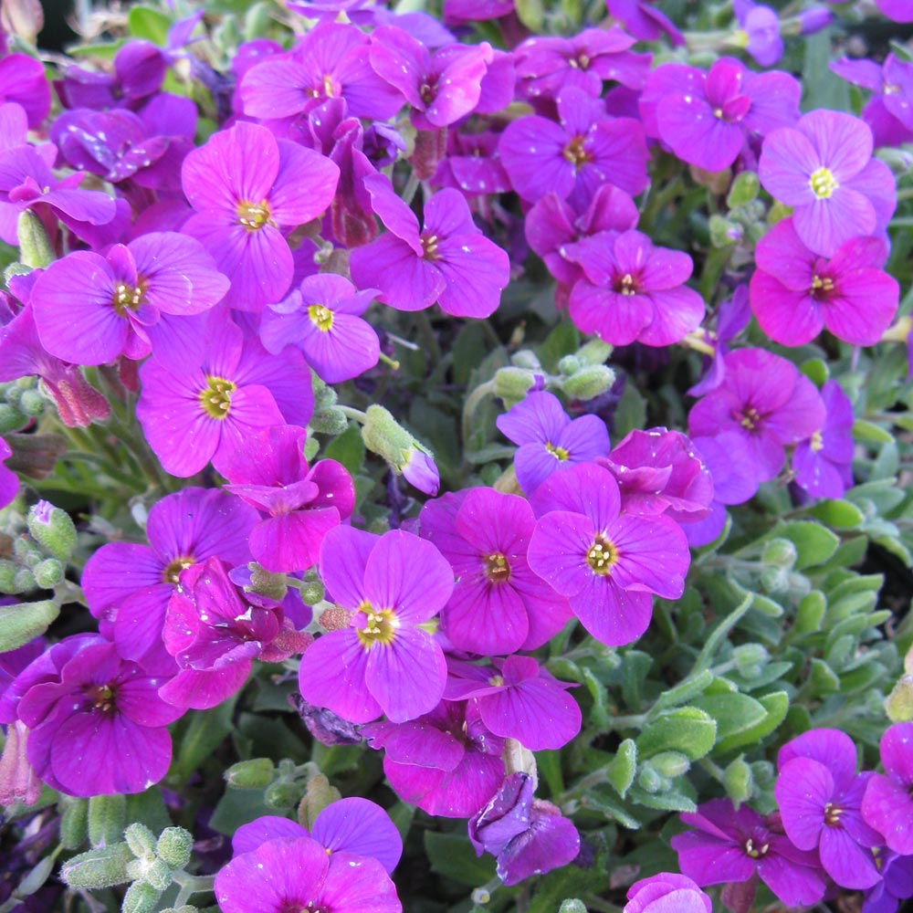 Aubrieta 'Axcent Deep Purple'