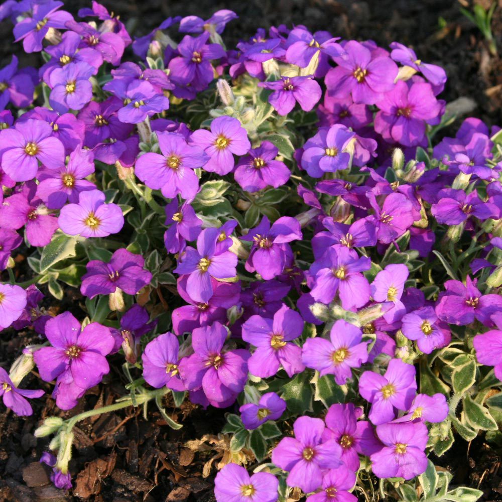 Aubrieta 'Dr. Mules Variegata'