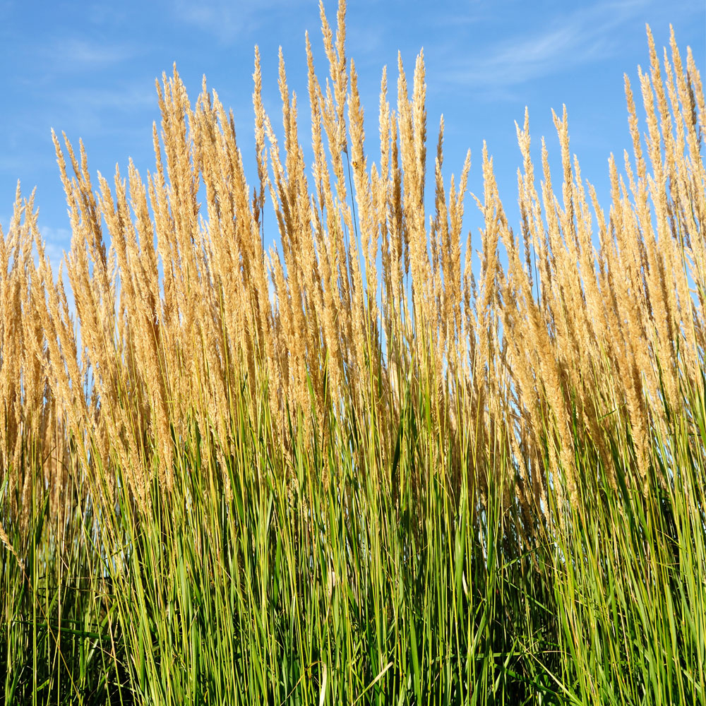 Calamagrostis x acutiflora 'Karl Foerster'