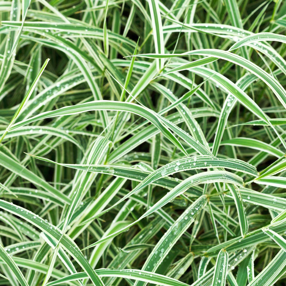 Carex morrowii 'Variegata'