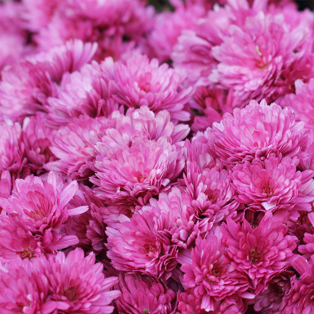 Chrysanthemum x hortorum 'Anastasia'