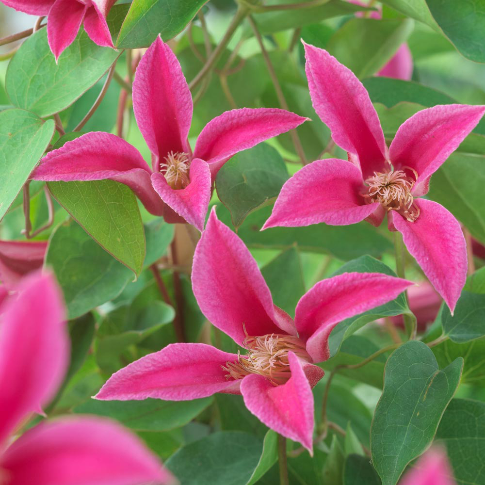 Clematis 'Princess Diana'