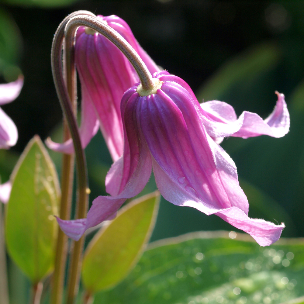 Clematis 'Alionushka'