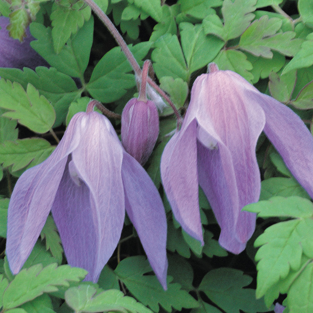 Clematis 'Frances Rivis'