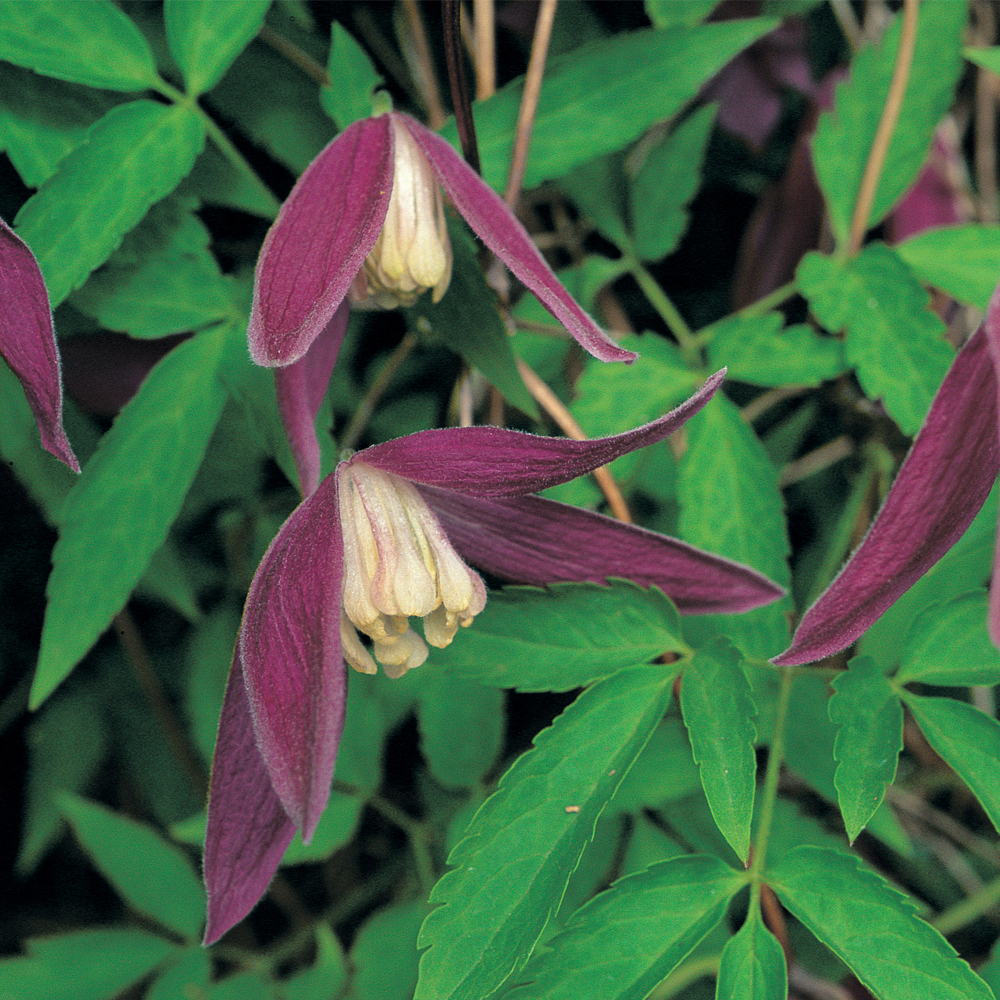 Clematis 'Ruby'