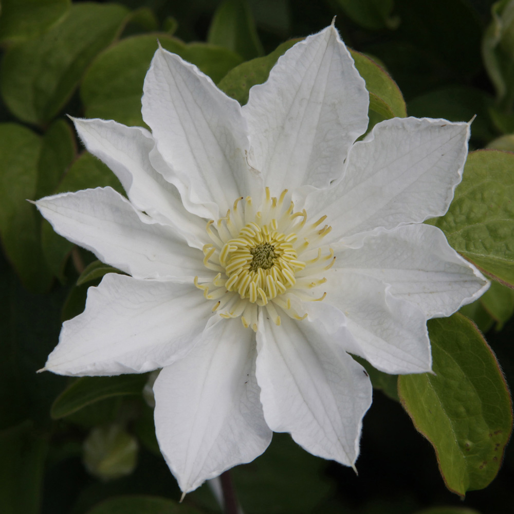 Clematis 'Apollonia'