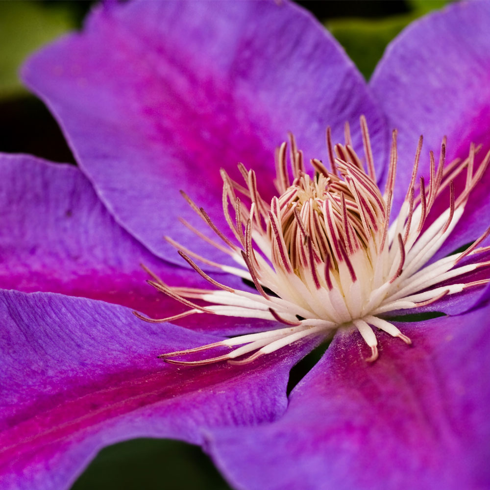 Clematis 'Ashva'