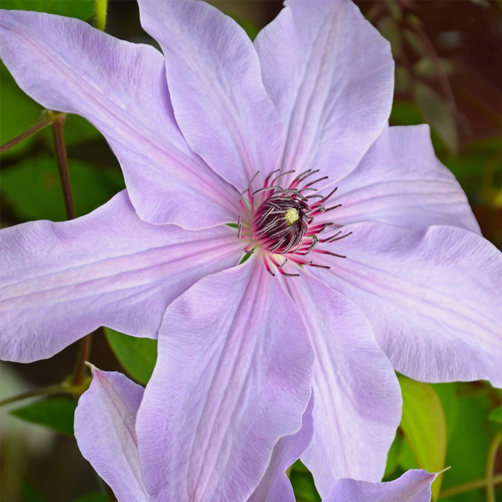 Clematis 'Blue Ravine'