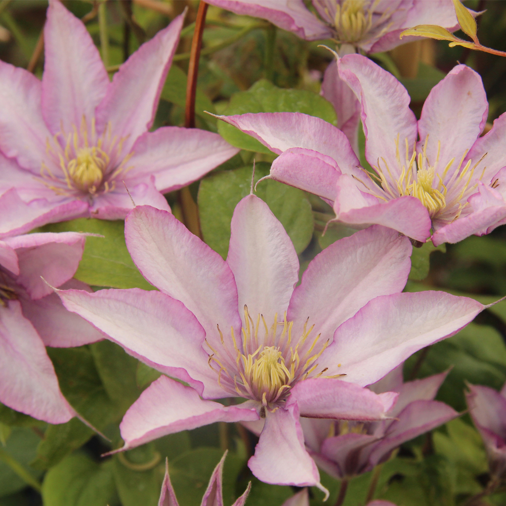 Clematis 'Caroline'