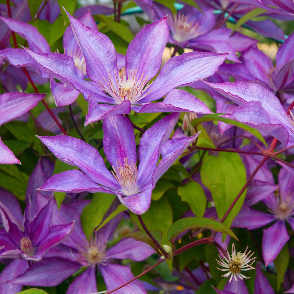 Clematis 'Dorothy Walton'