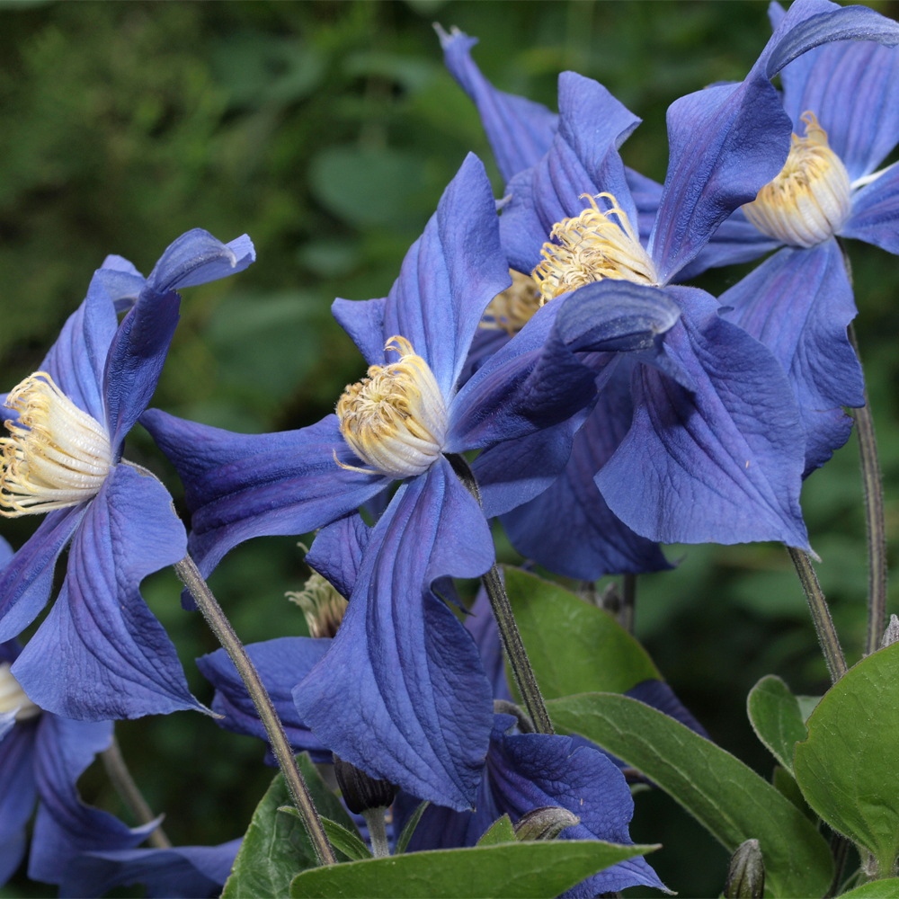 Clematis x durandii