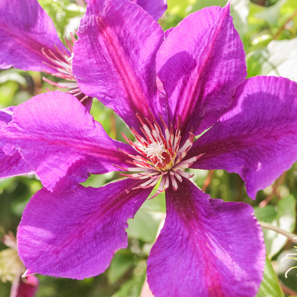 Clematis 'Honora'