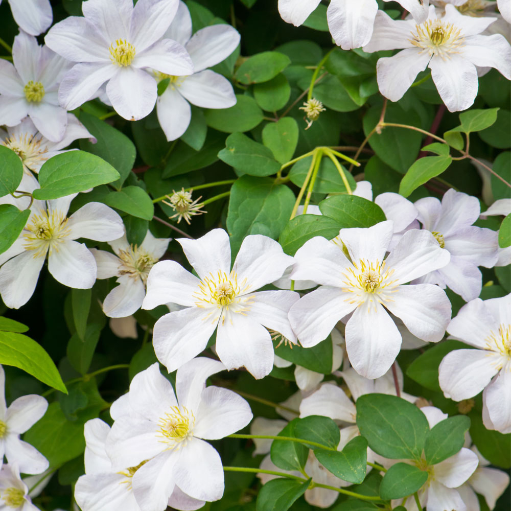 Clematis 'Madame le Coultre'