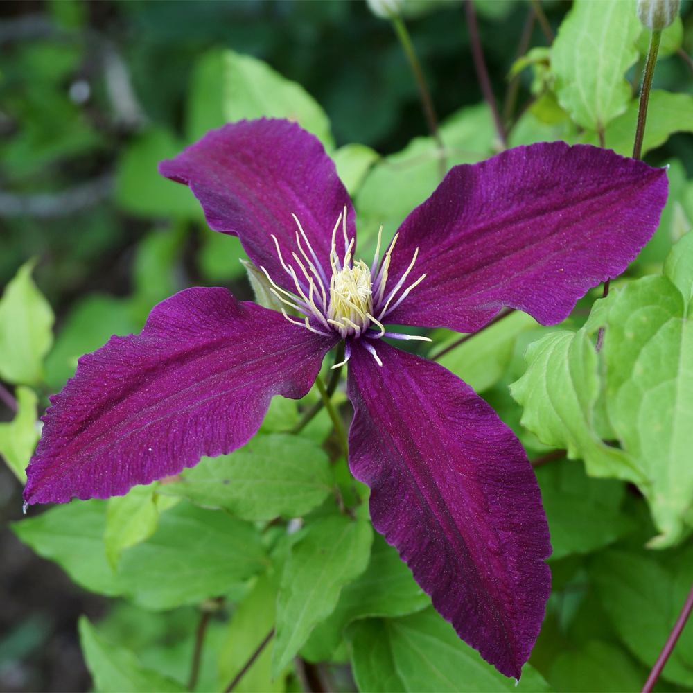 Clematis 'Mikelite'