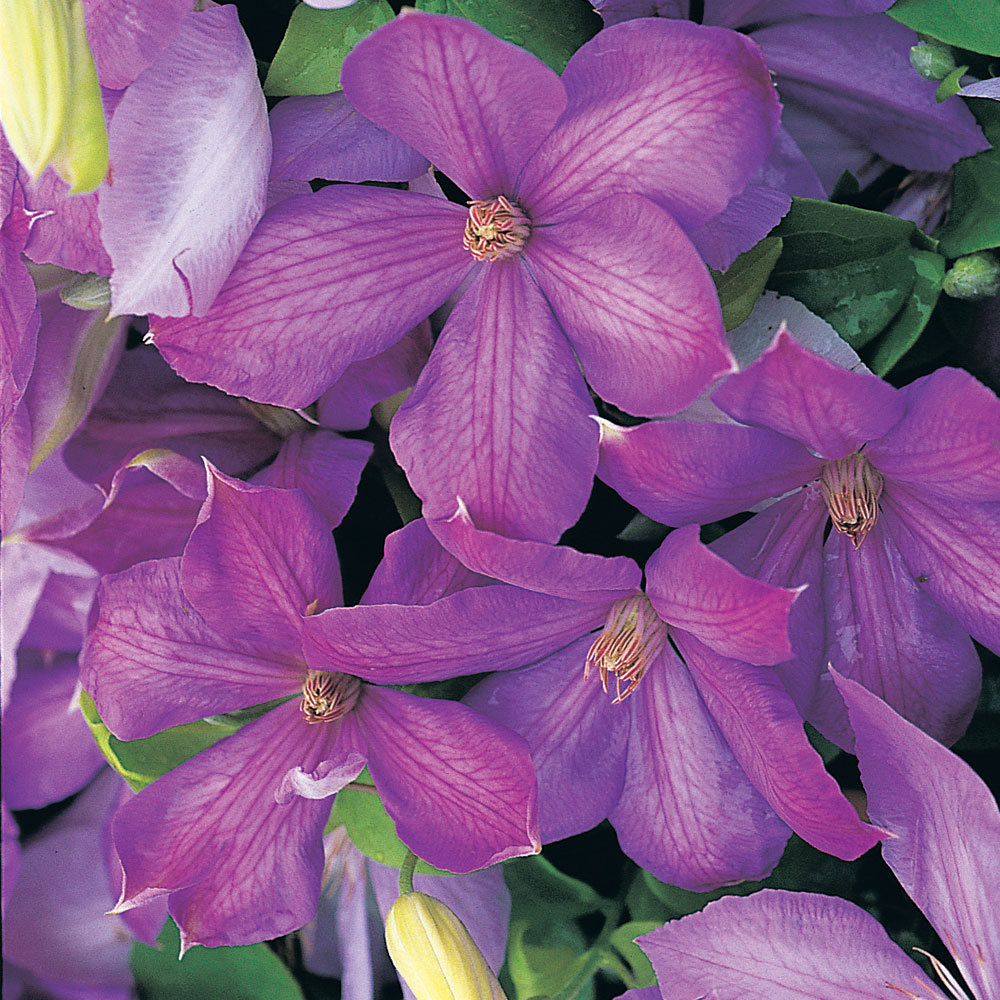 Clematis 'Mrs Cholmondeley'