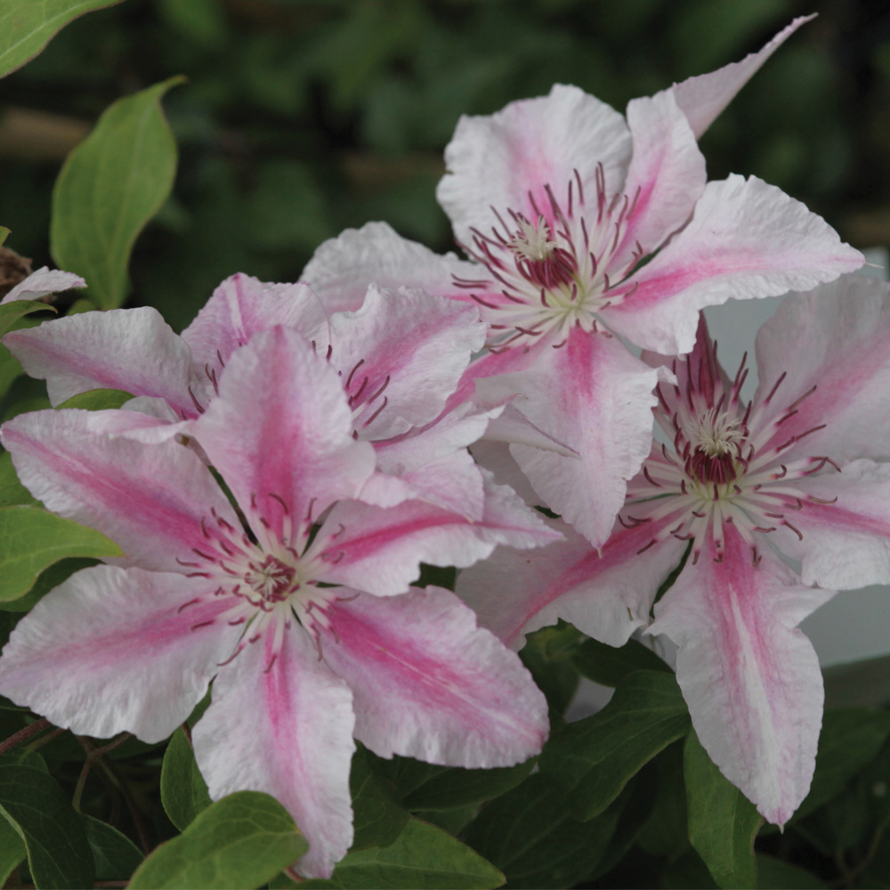 Clematis 'Pink Fantasy'