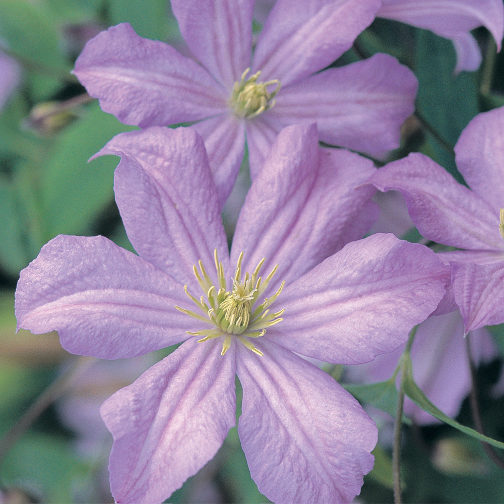 Clematis 'Prince Charles'