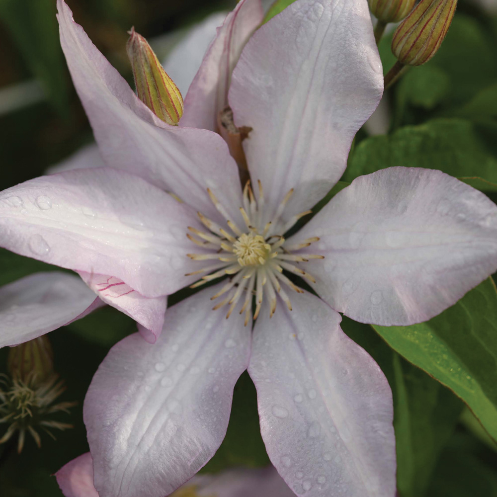 Clematis 'Proteus'