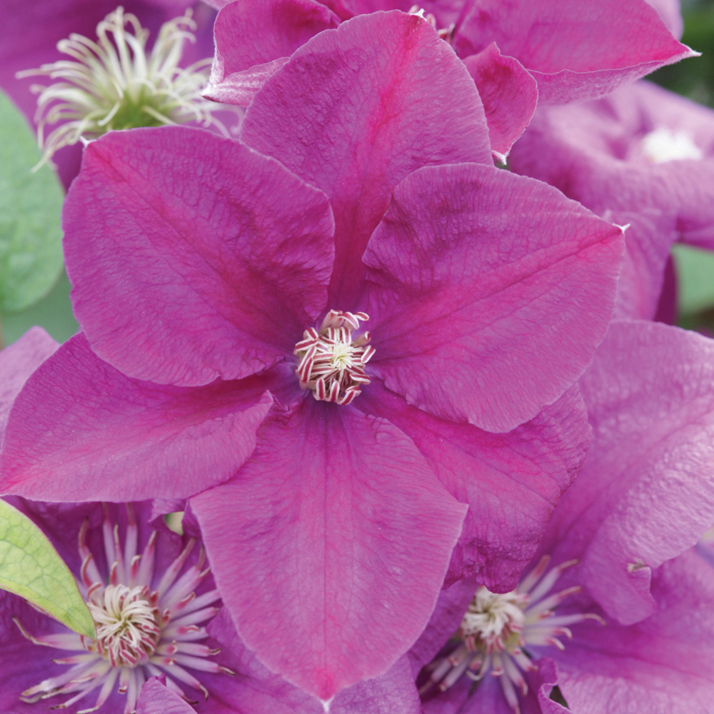 Clematis 'Rahvarinne'