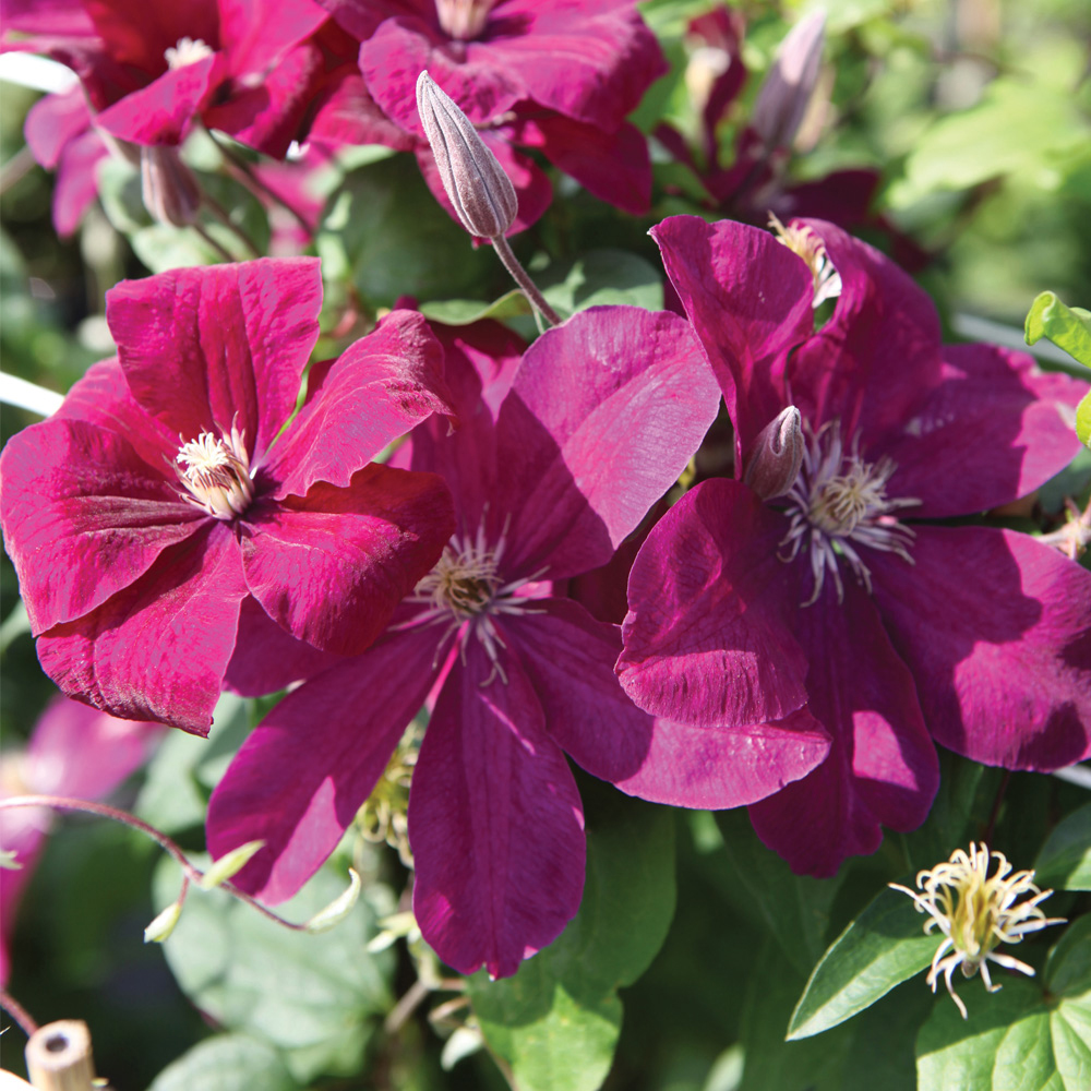 Clematis 'Rouge Cardinal'