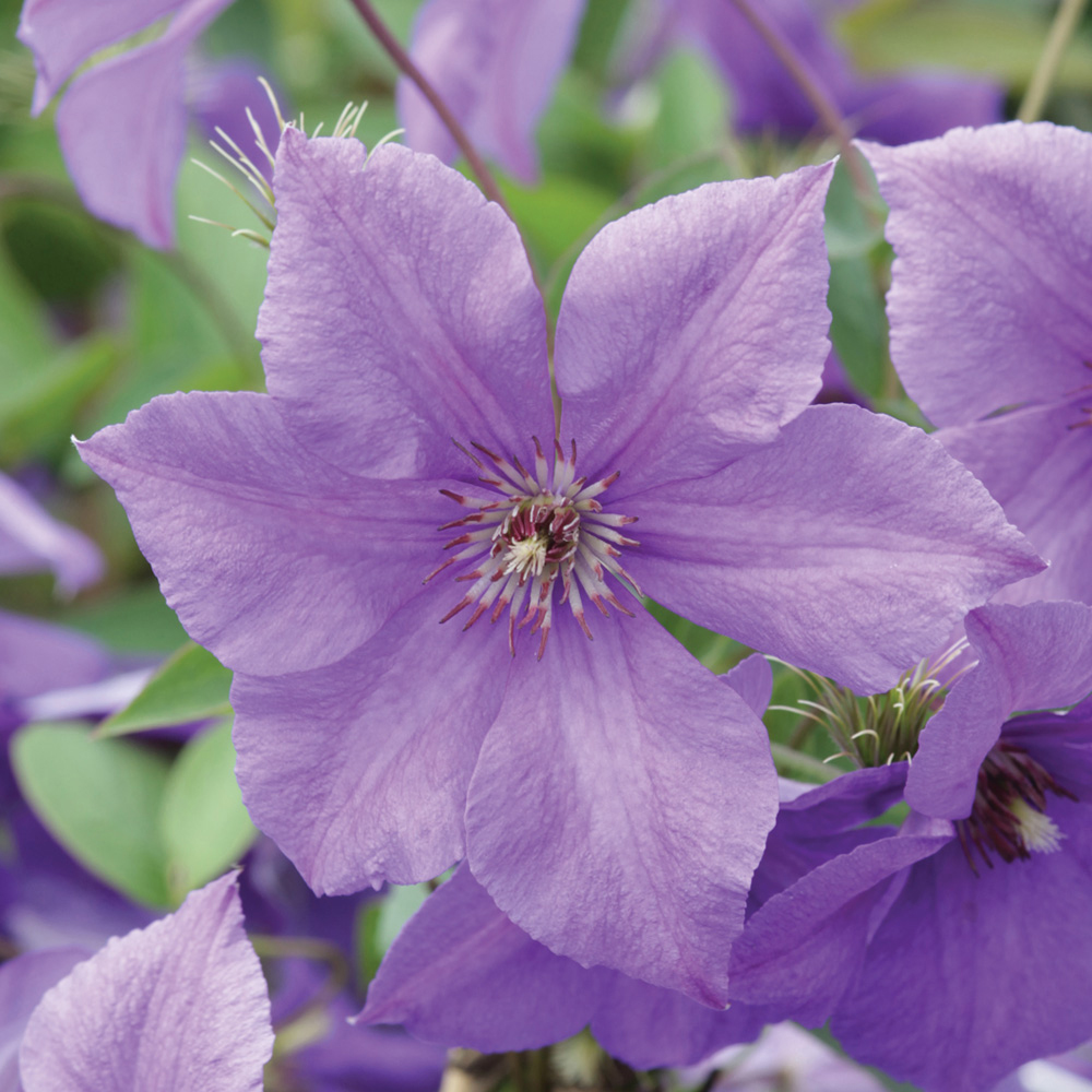 Clematis 'Semu'