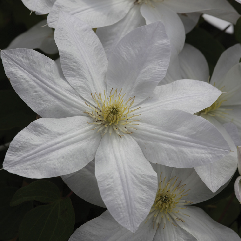 Clematis 'Shirayukihime'