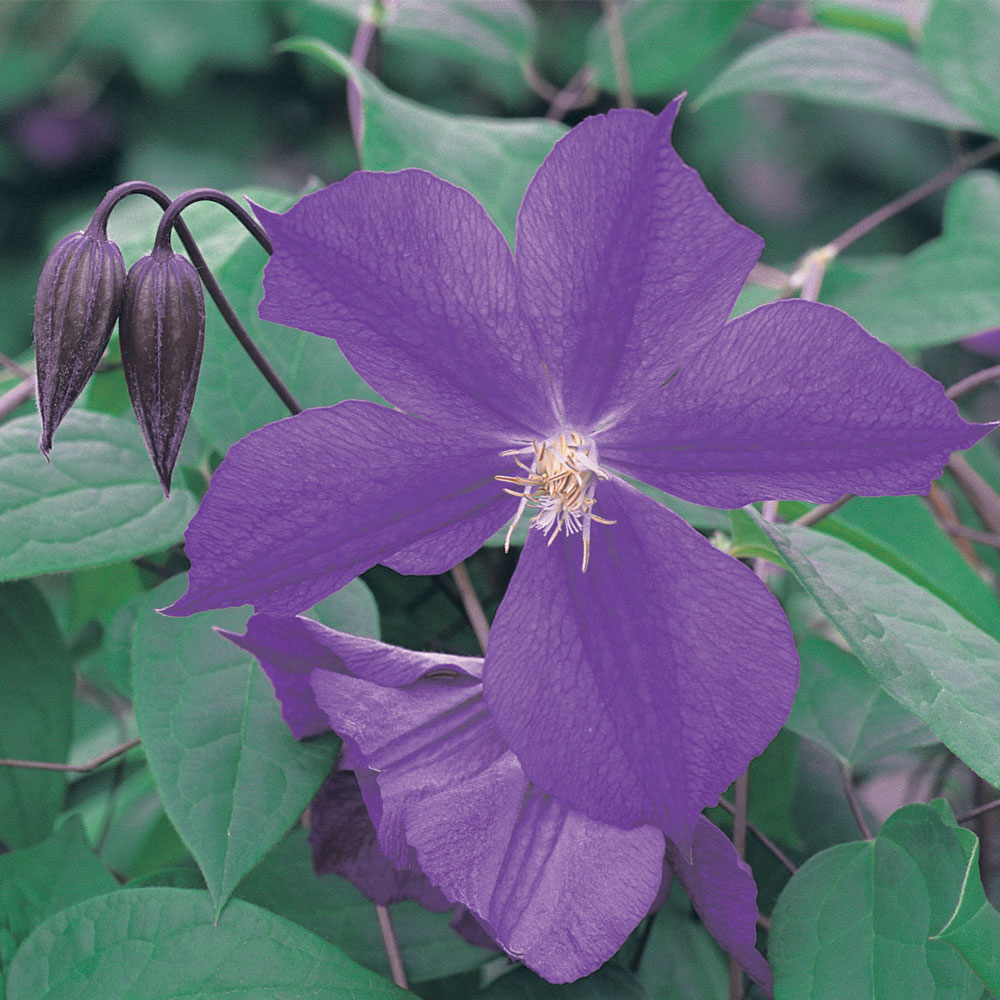 Clematis 'Star of India'