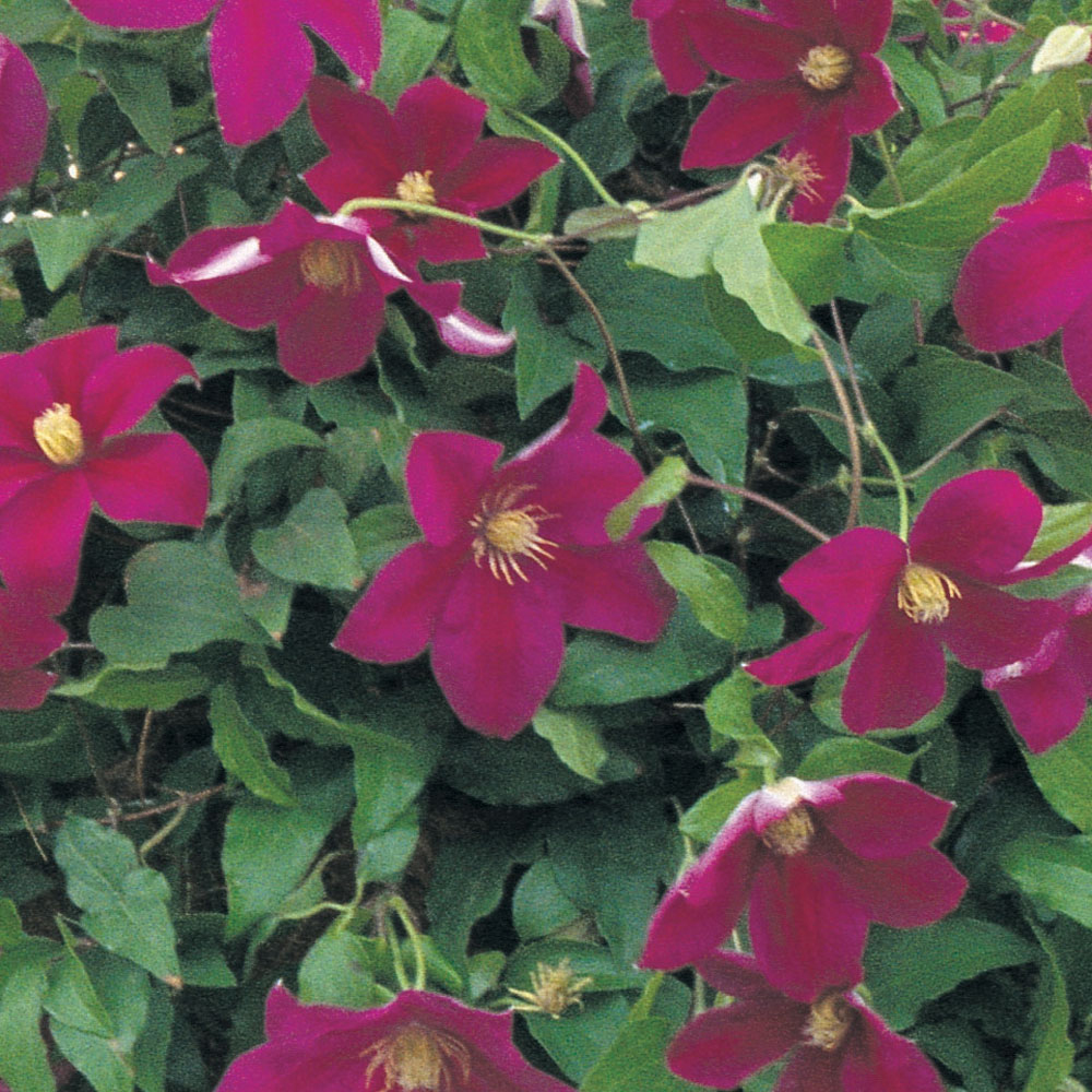 Clematis 'Sunset'