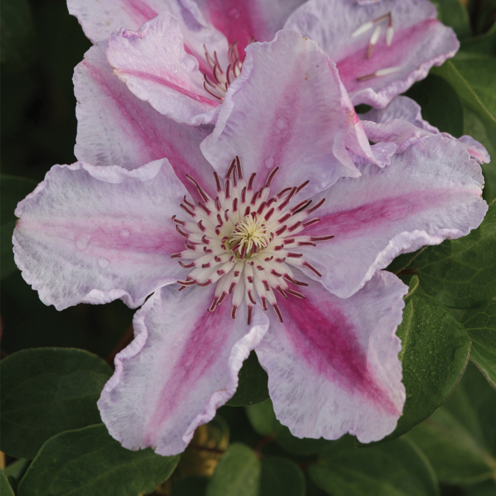 Clematis 'Tudor'