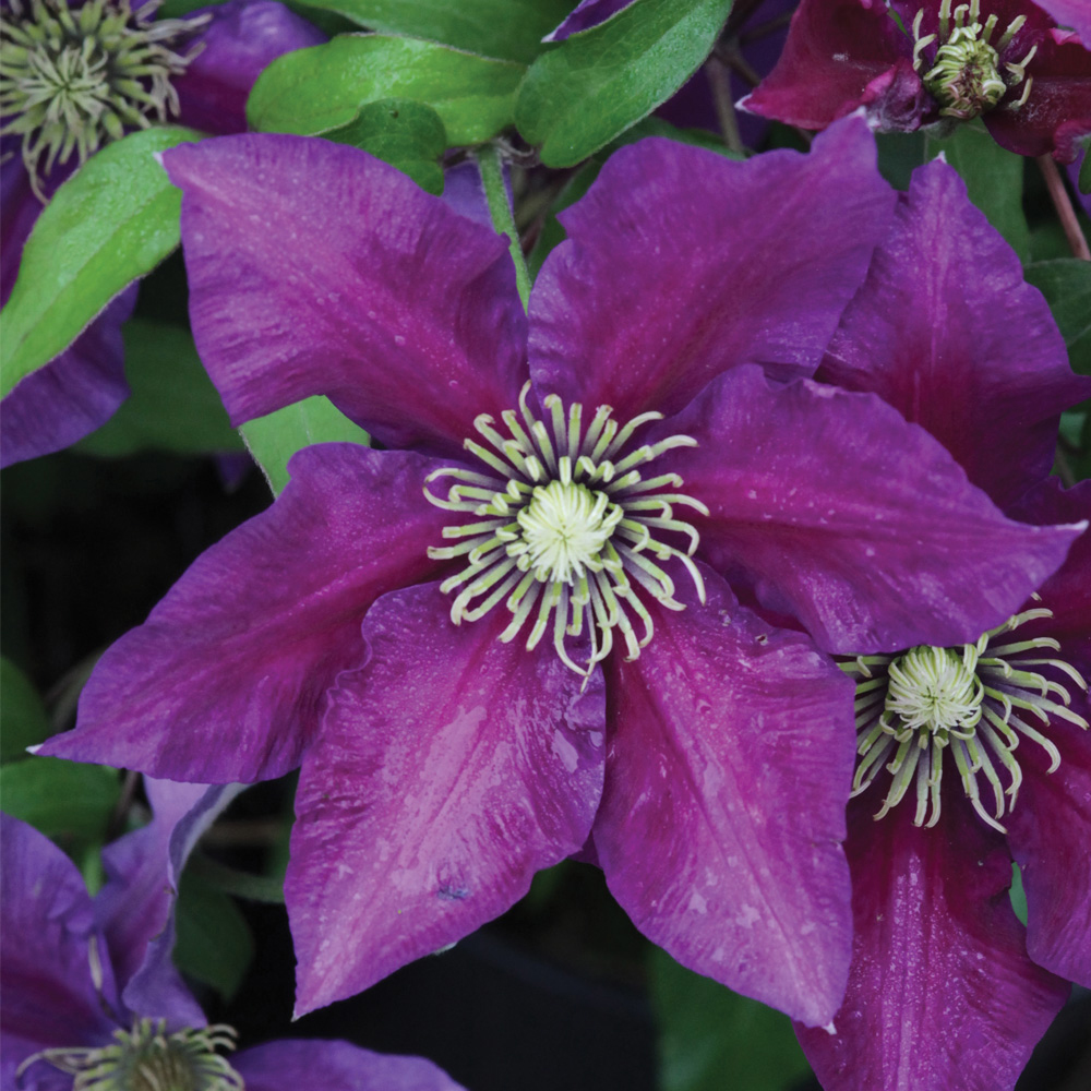 Clematis 'Varenne'