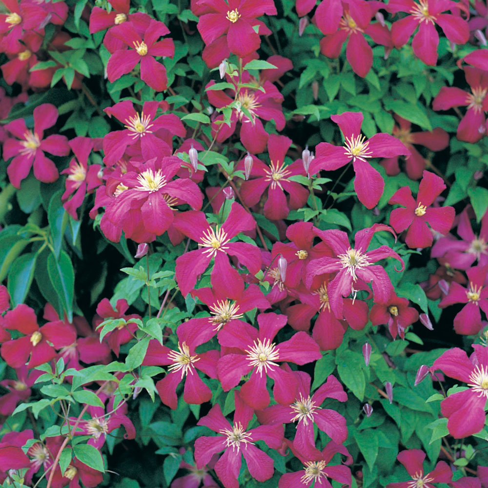 Clematis 'Madame Julia Correvon'