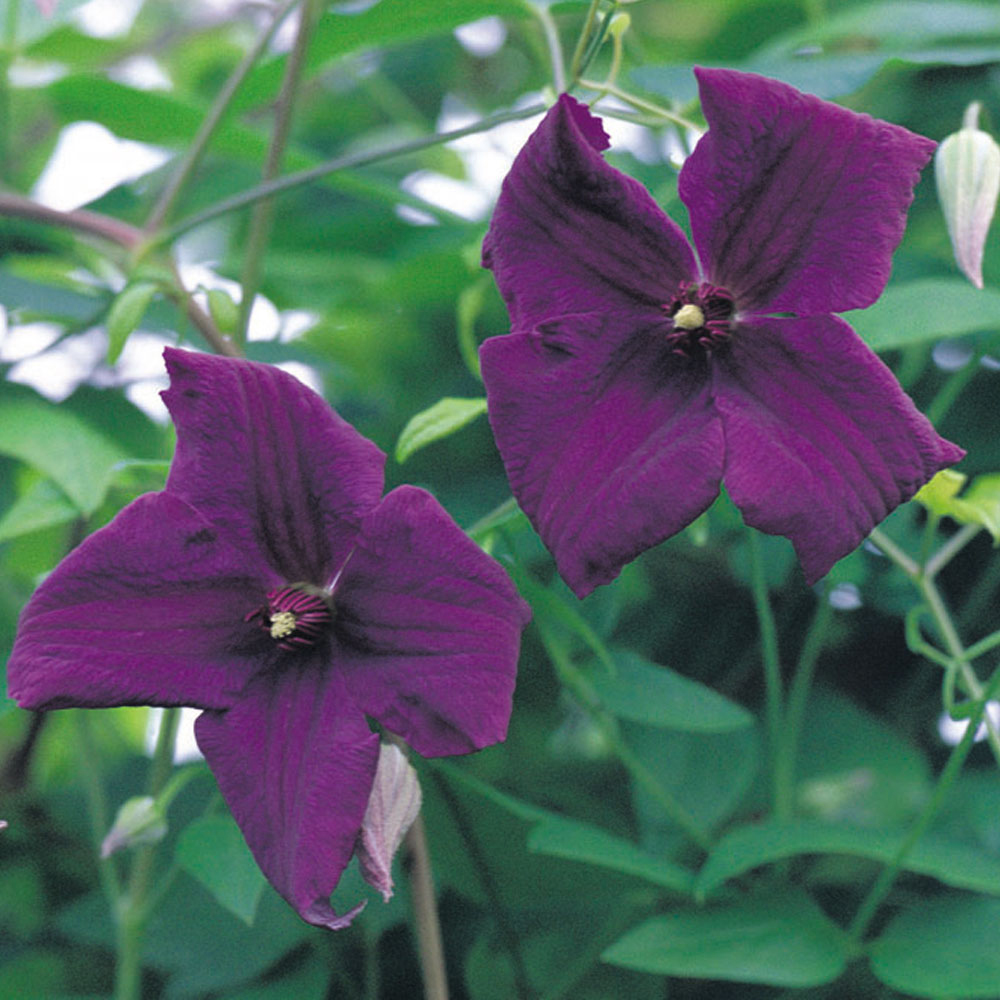 Clematis viticella 'Polish Spirit'