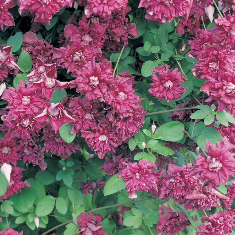 Clematis 'Purpurea Plena Elegans'