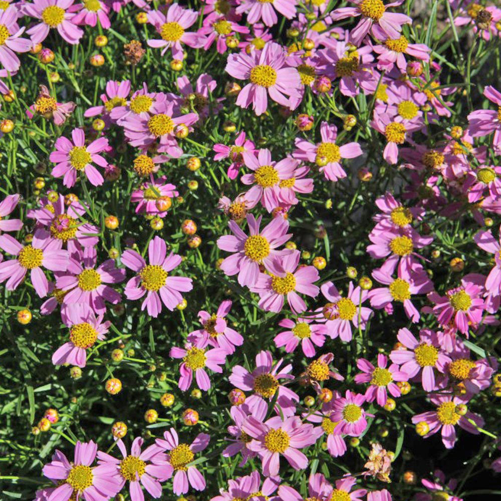 Coreopsis rosea 'American Dream'