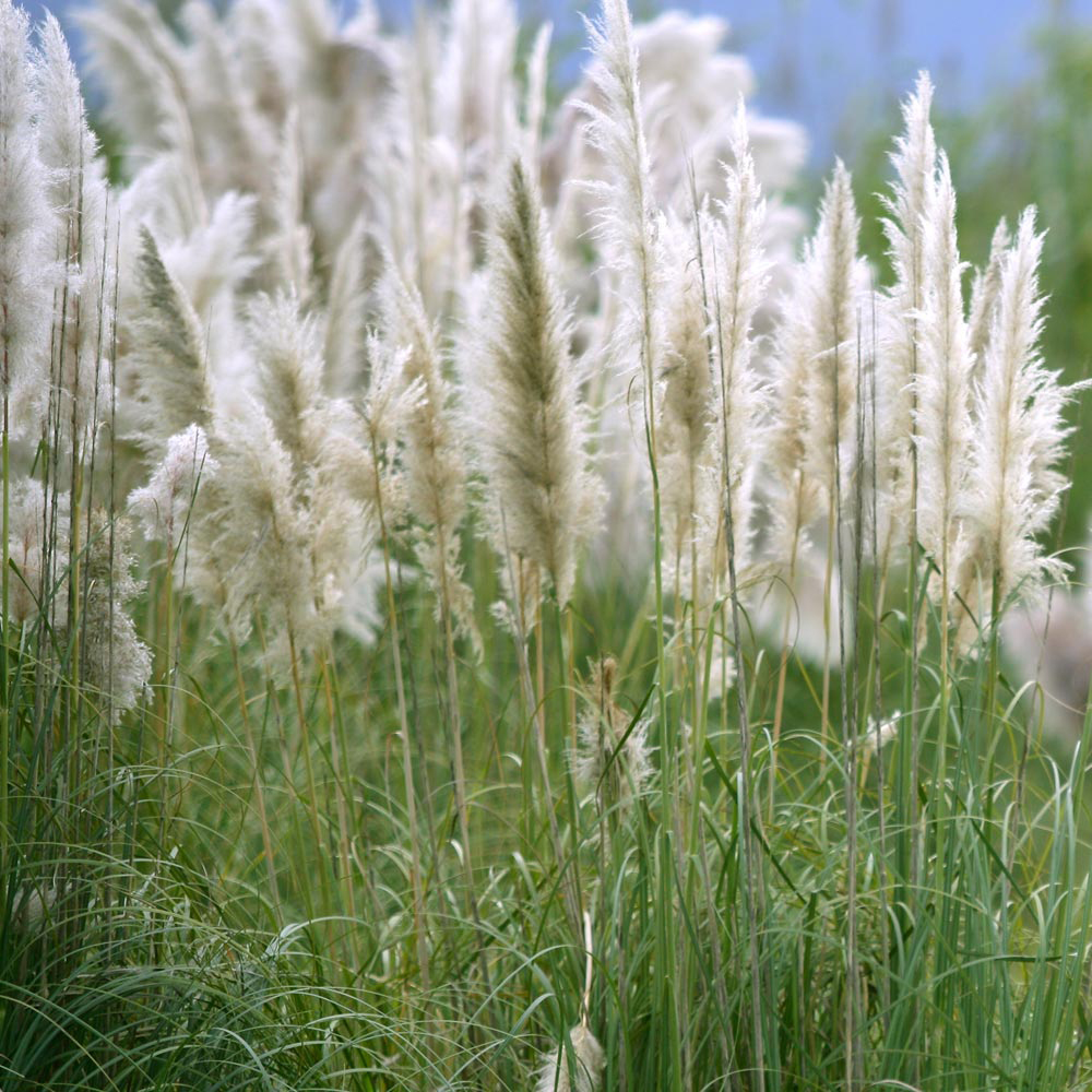 Cortaderia selloana 'Pumila'