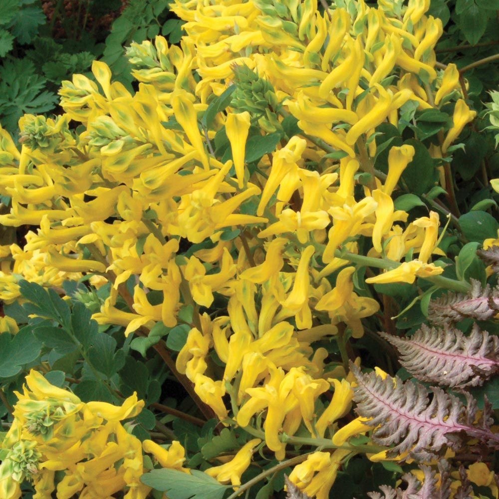 Corydalis 'Canary Feathers'