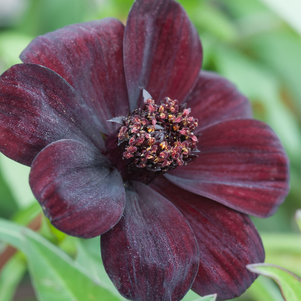 Cosmos atrosanguineus 'Dark Secret'