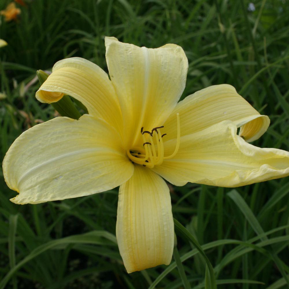 Daylily 'Atlas'