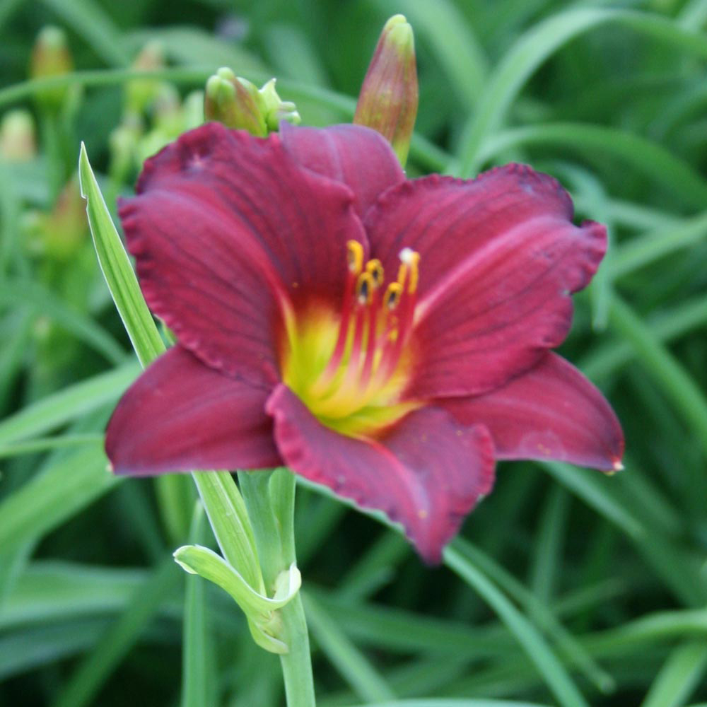 Daylily 'Stella in Red'