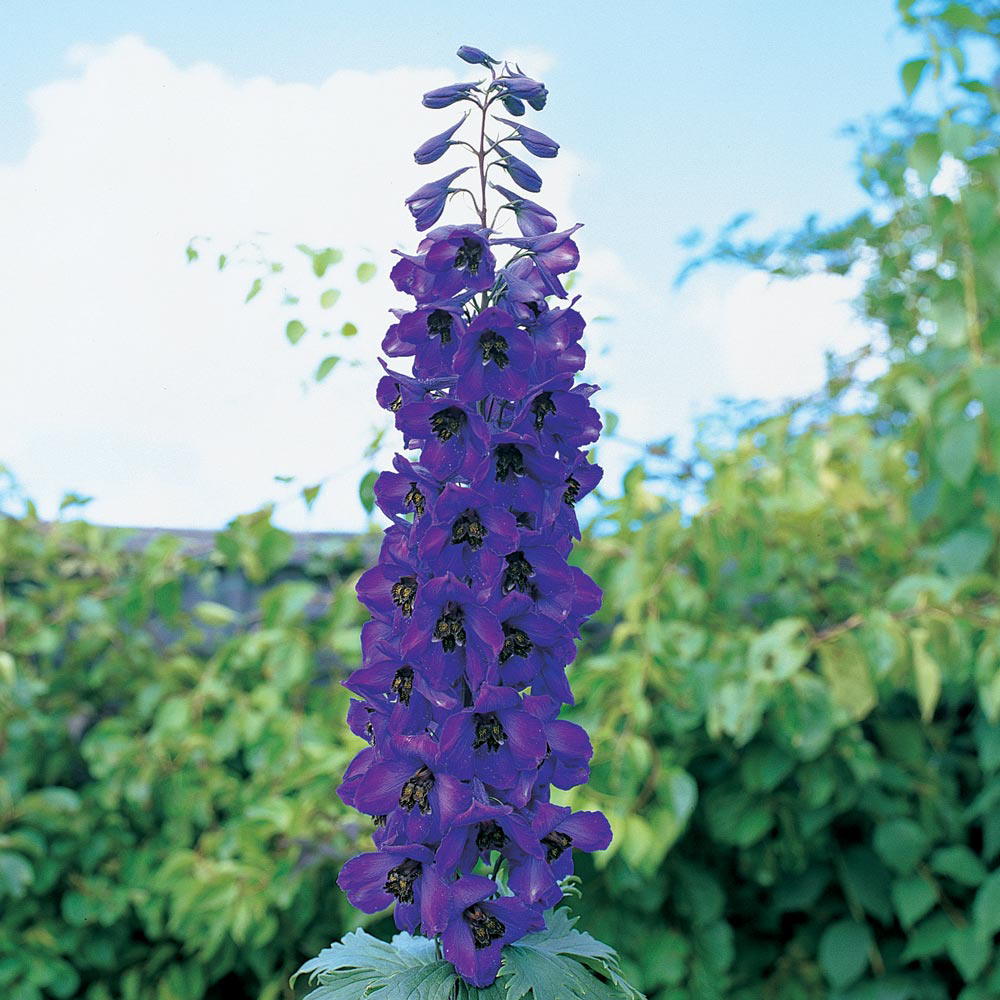 Delphinium 'Black Knight'