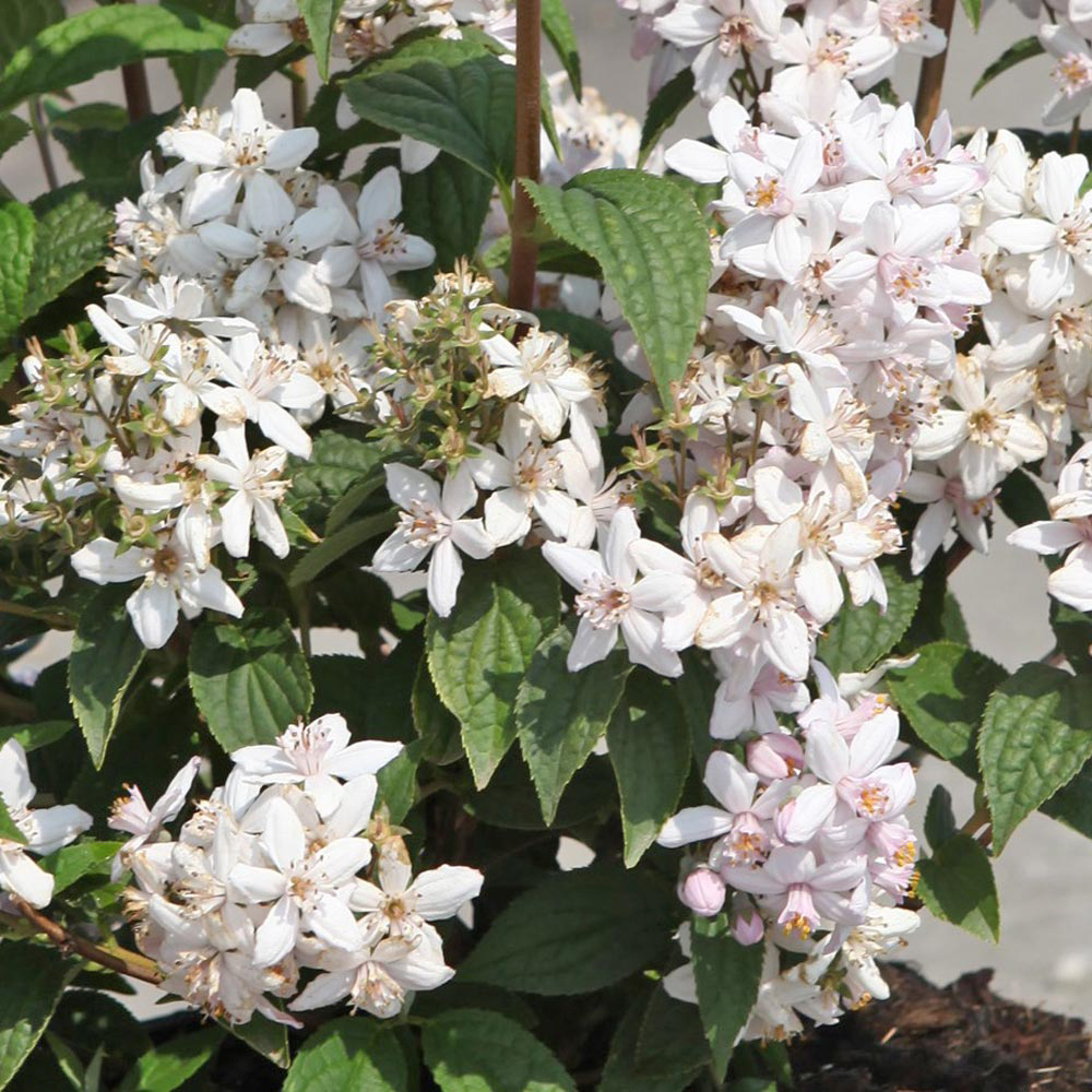 Deutzia x hybrida 'Mont Rose'