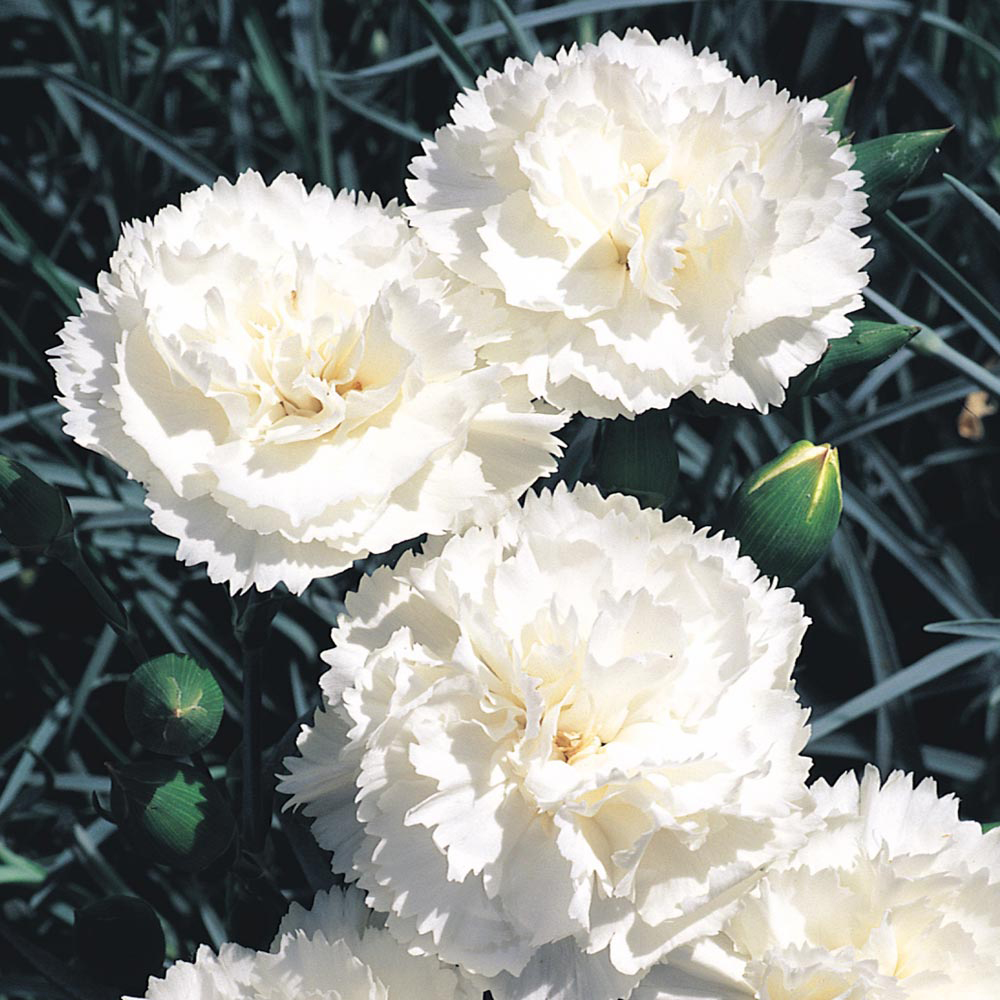 Dianthus 'Haytor White'